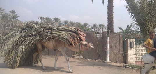 Sfinks w Gizie – oficjalnie to rzeźba lwa z twarzą faraona Chefrena. Są jednak silne poszlaki wskazu