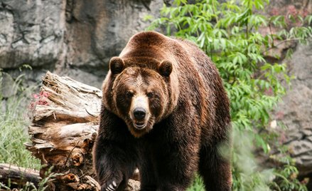 Koronawirus. Zoo w Kalifornii szczepi na COVID niedźwiedzie i fretki