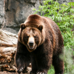 Koronawirus. Zoo w Kalifornii szczepi na COVID niedźwiedzie i fretki