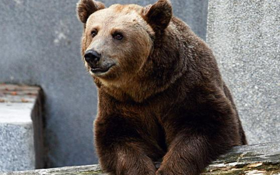 Opiekunowie podkreślają, że Grześ-Paddington jest niezwykle przyjaznym niedźwiedziem