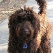 Pies labradoodle uratował właściciela w Kornwalii