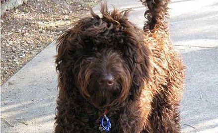 Pies labradoodle uratował właściciela w Kornwalii