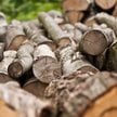 Drewno z Lasów Państwowych nawet o połowę tańsze. Ile kosztuje opał w nadleśnictwach?