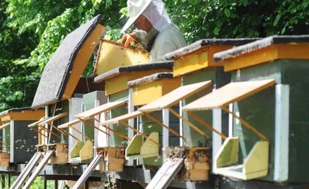 Będą protesty, bo pszczoły nadal umierają