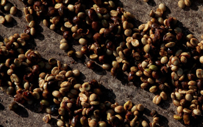 Uprawy kawy zagrożone przez kryzys klimatyczny