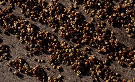 Po mrozach i suszy ulewne deszcze w Brazylii