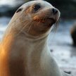 Masakra lwów morskich na Galapagos