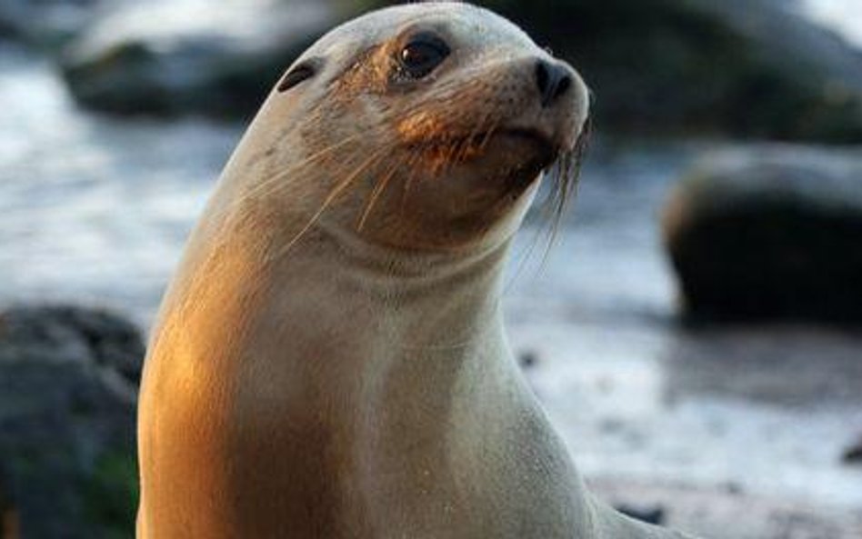 Masakra lwów morskich na Galapagos