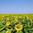 Kernel. Ostatnia szansa na dywidendę