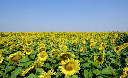 Kernel: Miniony kwartał przyniósł rekord