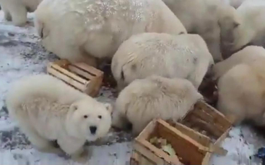 Białe niedźwiedzie na wysypisku śmieci koło Biełuszjej Guby