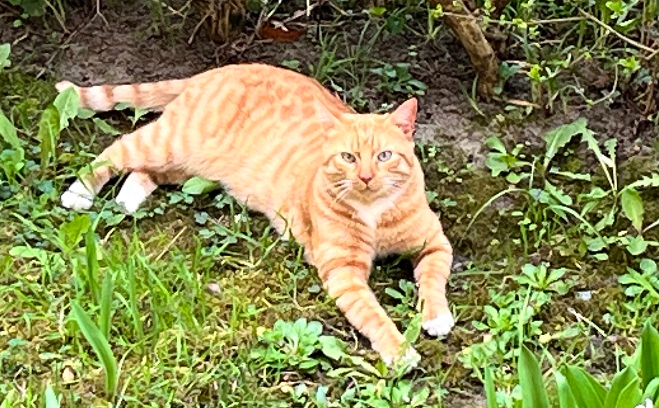 Warszawa coraz lepsza dla myszy i szczurów? Spada populacja kotów wolno żyjących