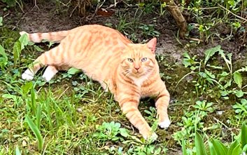 Dane ratusza pokazują, że obecnie w Warszawie żyje 26966 wolno żyjących kotów