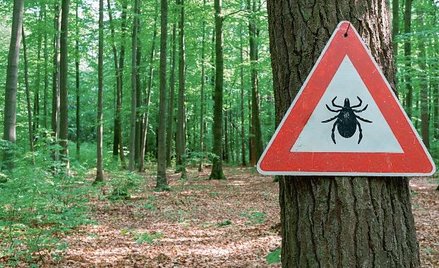 Kleszcze najczęściej żerują na granicy łąki i lasu