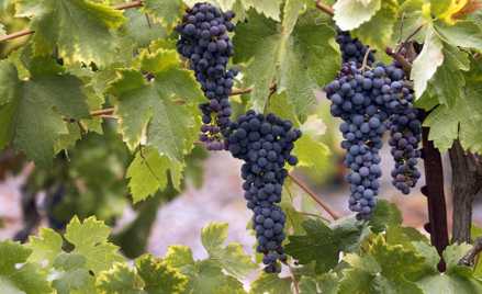 Wino znów kusi inwestorów