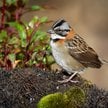 Pasówka obrożna (Zonotrichia capensis)