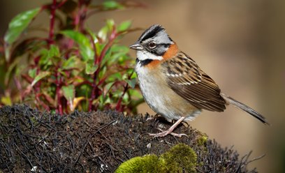 Pasówka obrożna (Zonotrichia capensis)