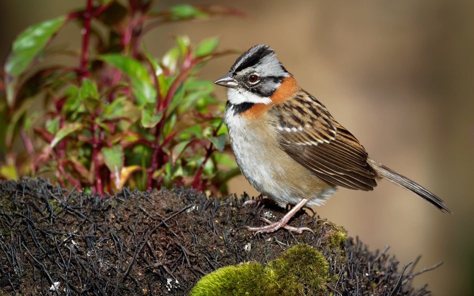 Pasówka obrożna (Zonotrichia capensis)