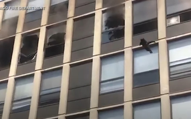 Chicago: Kot skoczył z piątego piętra płonącego budynku. Przeżył