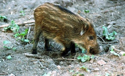 Jak się pozbyć dzików z miasta?