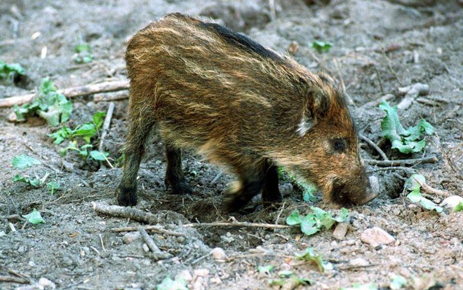 Jak się pozbyć dzików z miasta?