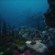 Podwójne eldorado na dnie oceanu. Gigantyczne zasoby metali, niezbadane środowisko