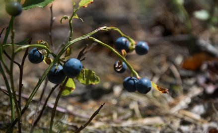 Skup owoców leśnych z dowodem wewnętrznym