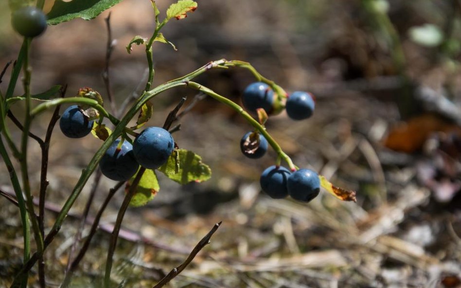 Skup owoców leśnych z dowodem wewnętrznym