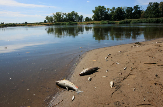 Śnięte ryby w Odrze w okolicy wsi Cigacice w województwie lubuskim