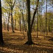 Właściciele lasów prywatnych założyli związek