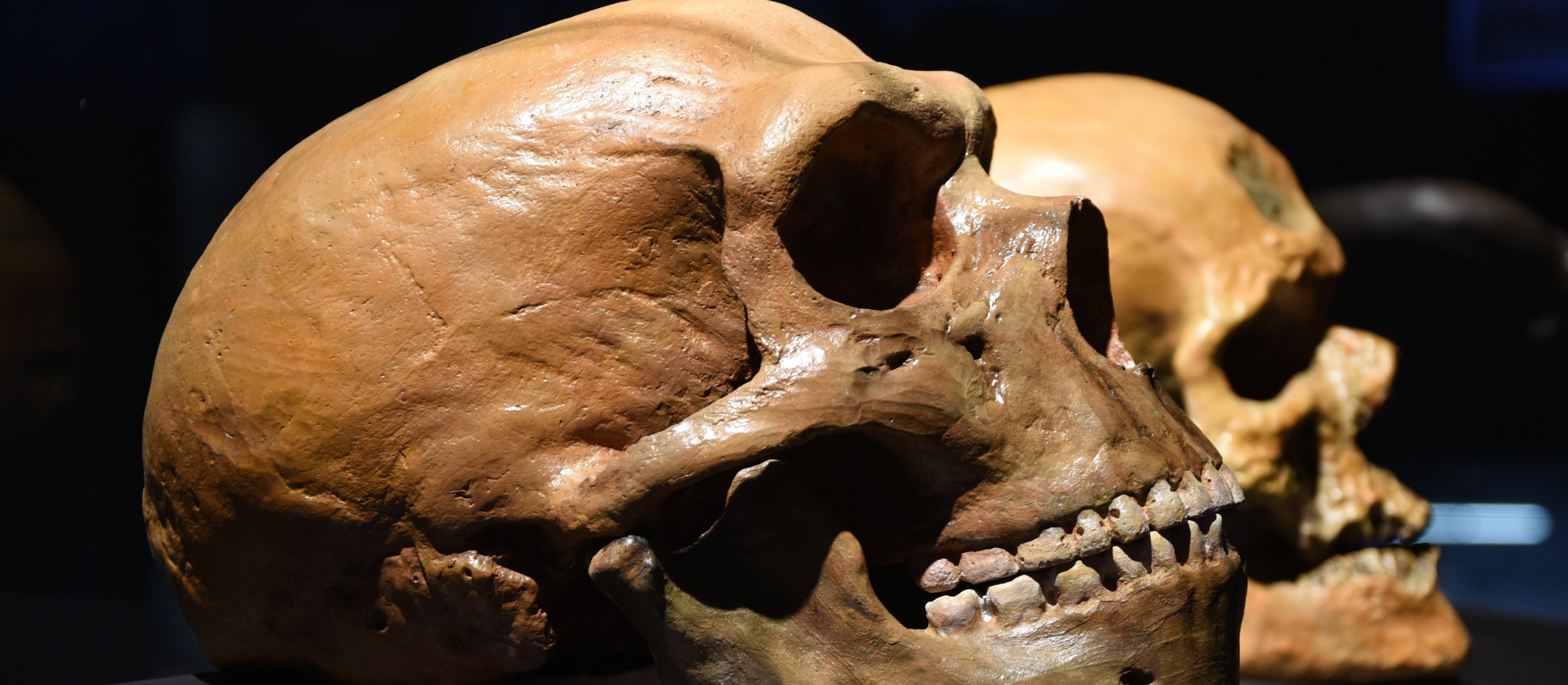 Nowe odkrycie zmienia dotychczasowe teorie o ewolucji człowieka? Zaskakujące wyniki badań