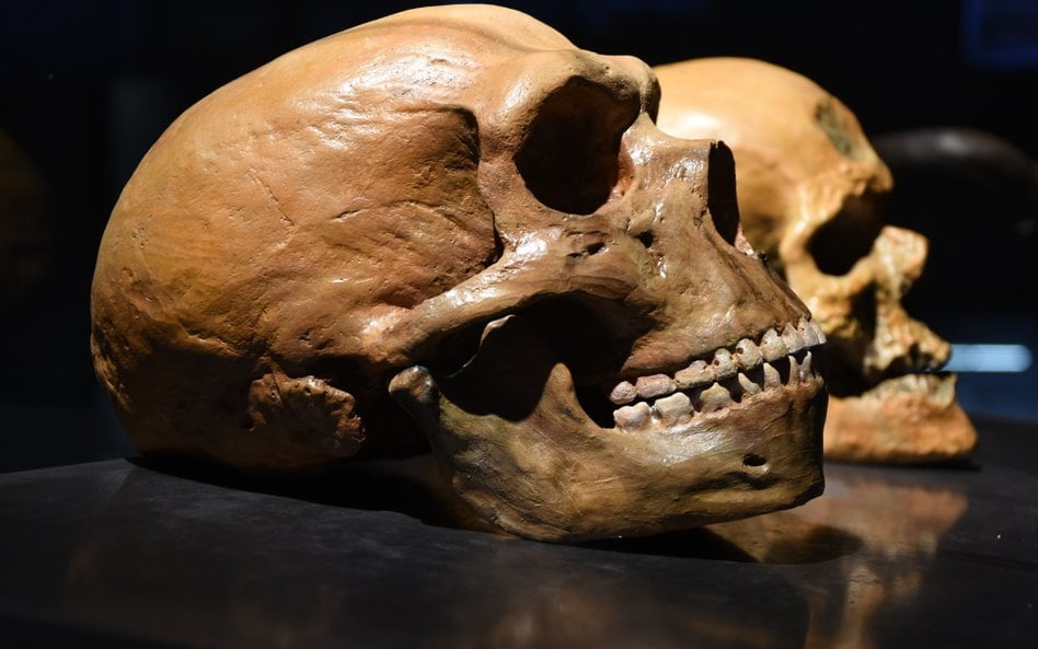 Najnowsze badania chińskich i brytyjskich naukowców mogą podważyć chronologię ewolucji człowieka / z
