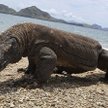 Waran z Komodo