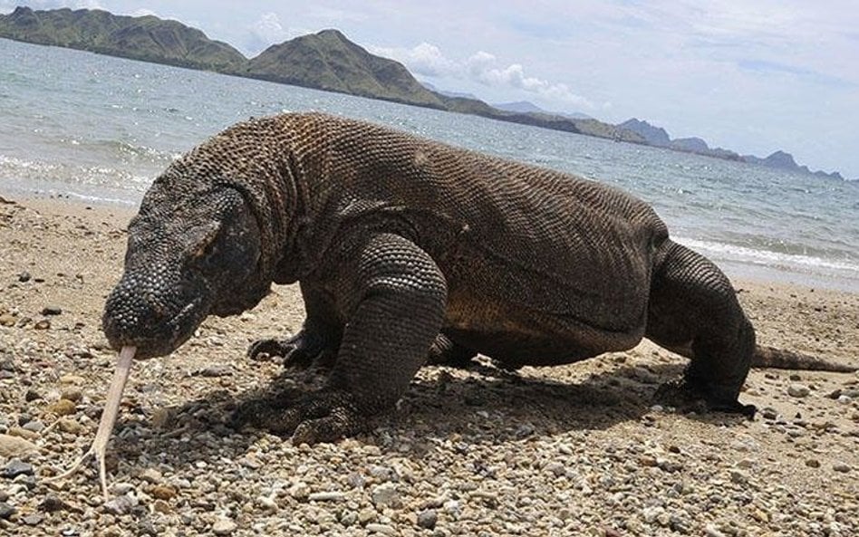 Waran z Komodo