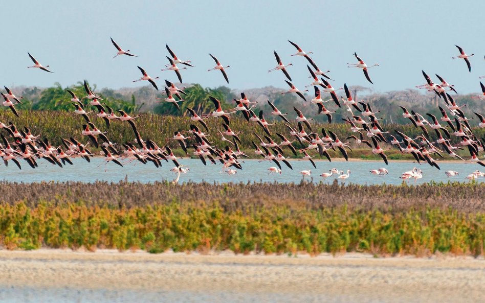 David Attenborough poluje na flamingi czyli podróże na drugi kraniec świata