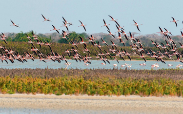 David Attenborough poluje na flamingi czyli podróże na drugi kraniec świata