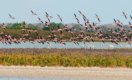 David Attenborough poluje na flamingi czyli podróże na drugi kraniec świata