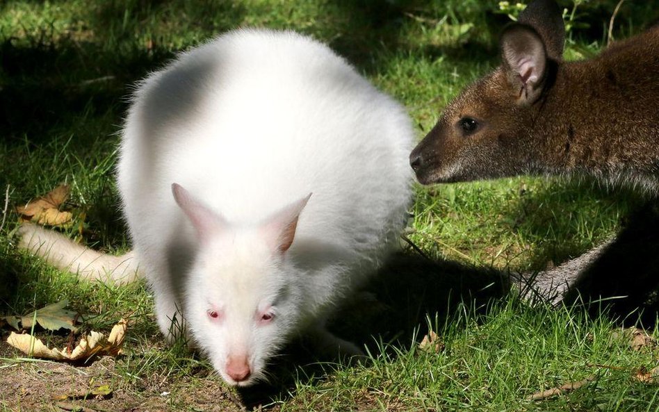 Kangurka albinoska o imieniu Nala z ogrodu zoologicznego w Duisburgu