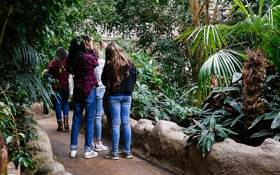 Wielka Brytania: Tropical World zamknięte. Zbyt gorąco dla tropikalnych gatunków