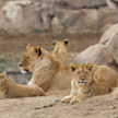 Jedenaście lwów z zoo w Denver chorych na Covid-19