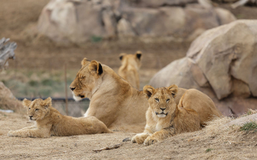 Jedenaście lwów z zoo w Denver chorych na Covid-19