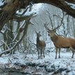 W filmie „Dusza i ciało” Ildiko Enyedi rzeczywistość miesza się z iluzją.