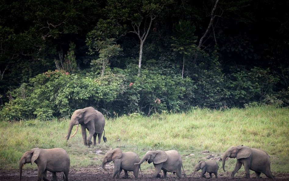 Zimbabwe: Nie mają słoni, a mówią nam co robić ze słoniami