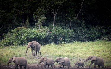 Zimbabwe: Nie mają słoni, a mówią nam co robić ze słoniami