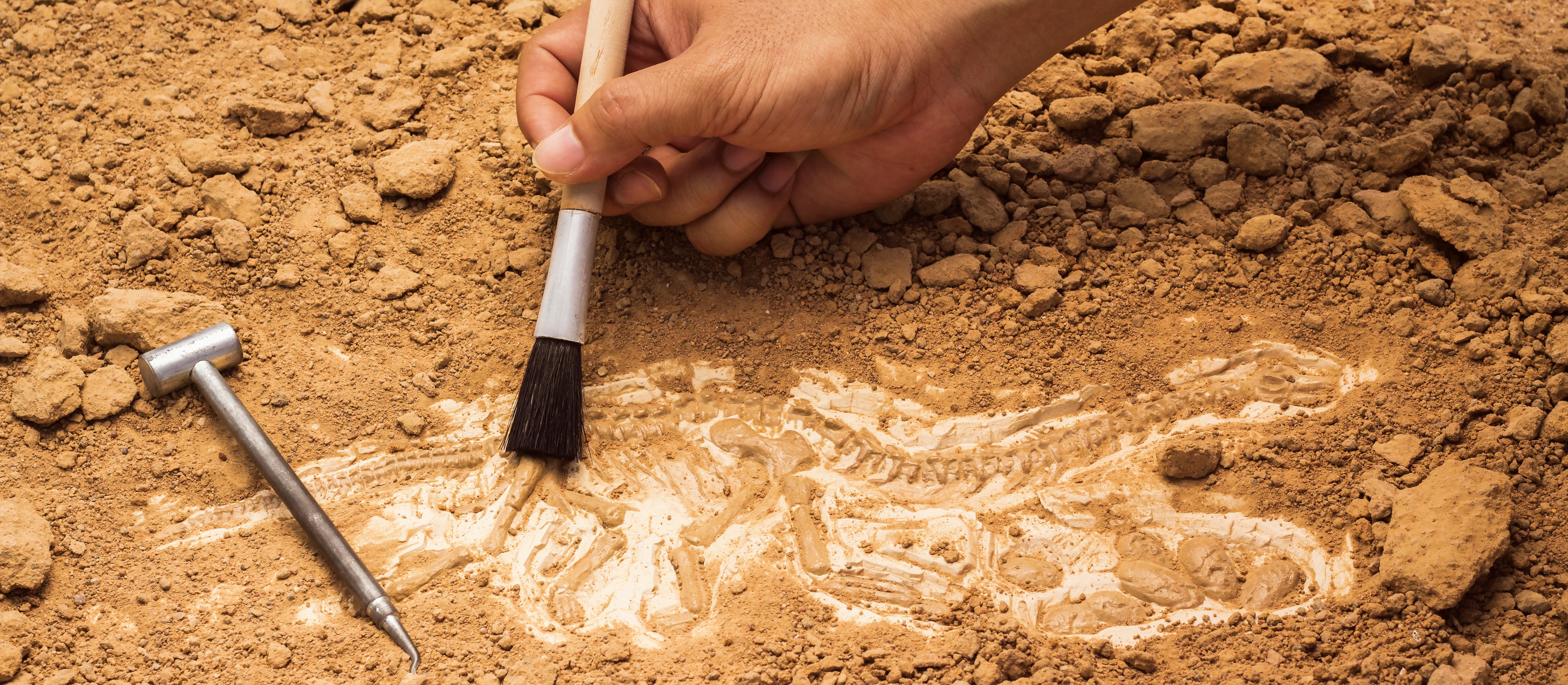 Nowy rozdział w ewolucji dinozaurów? W Hiszpanii odkryto nowy gatunek