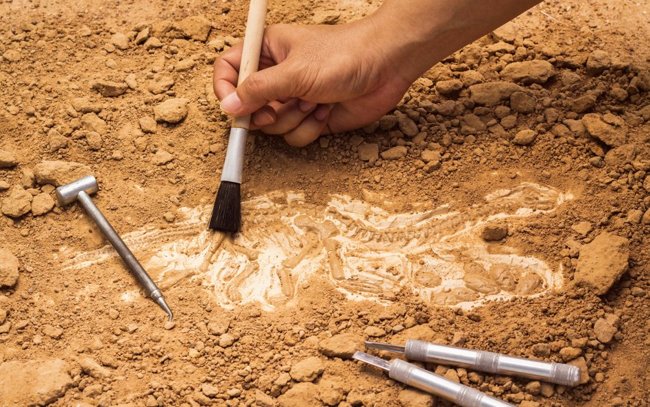 W Hiszpanii odkryto nowy gatunek małego roślinożernego dinozaura / zdjęcie ilustracyjne