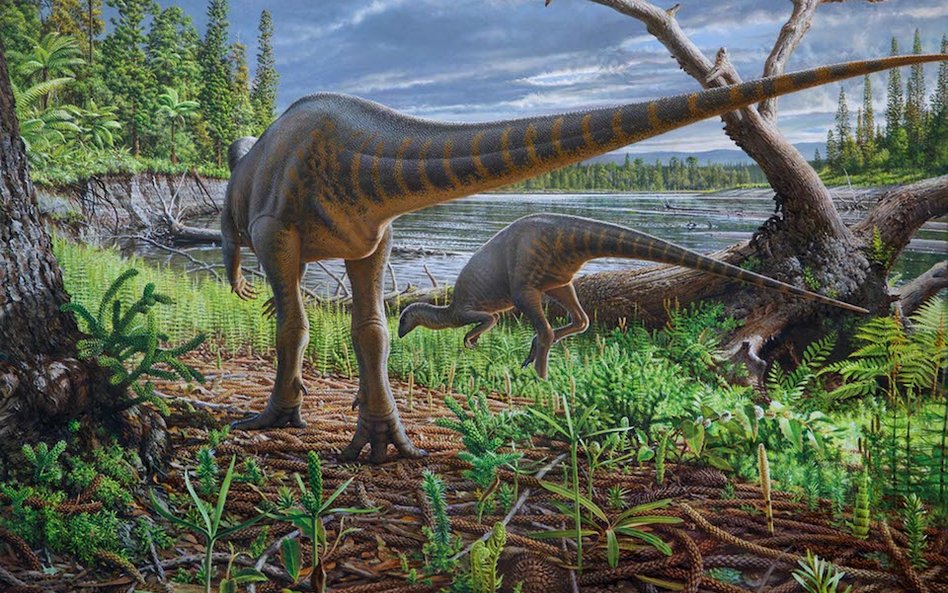 Nowy dinozaur z Australii