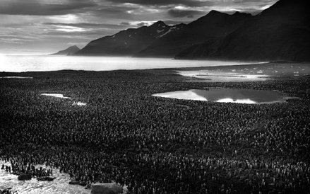 Zdjęcie pojedyncze - zwycięzca w kategorii ŚRODOWISKO Autor: Tomasz Gudzowaty, „National Geographic 