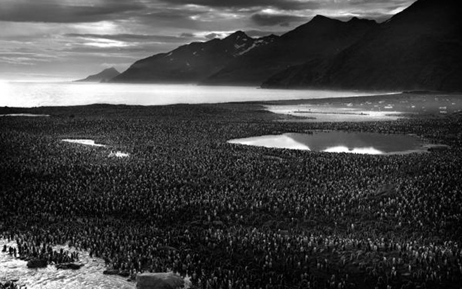Zdjęcie pojedyncze - zwycięzca w kategorii ŚRODOWISKO Autor: Tomasz Gudzowaty, „National Geographic 