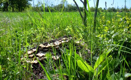 Działalność sezonowa, a obowiązek płacenia składek ZUS